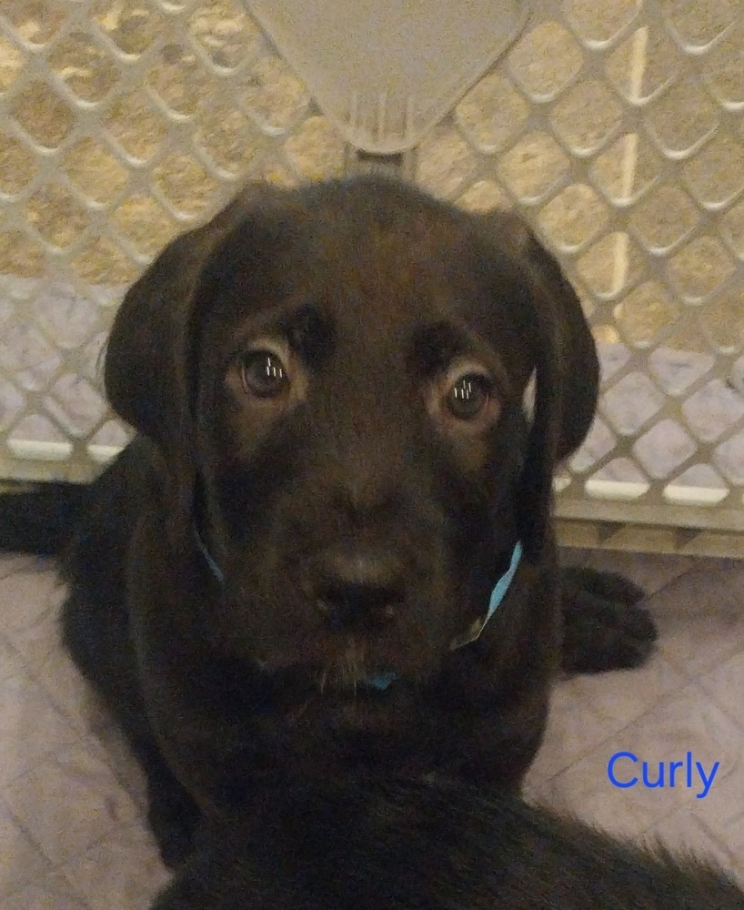 Curly, an adoptable Goldendoodle, Boxer in Newnan, GA, 30263 | Photo Image 1