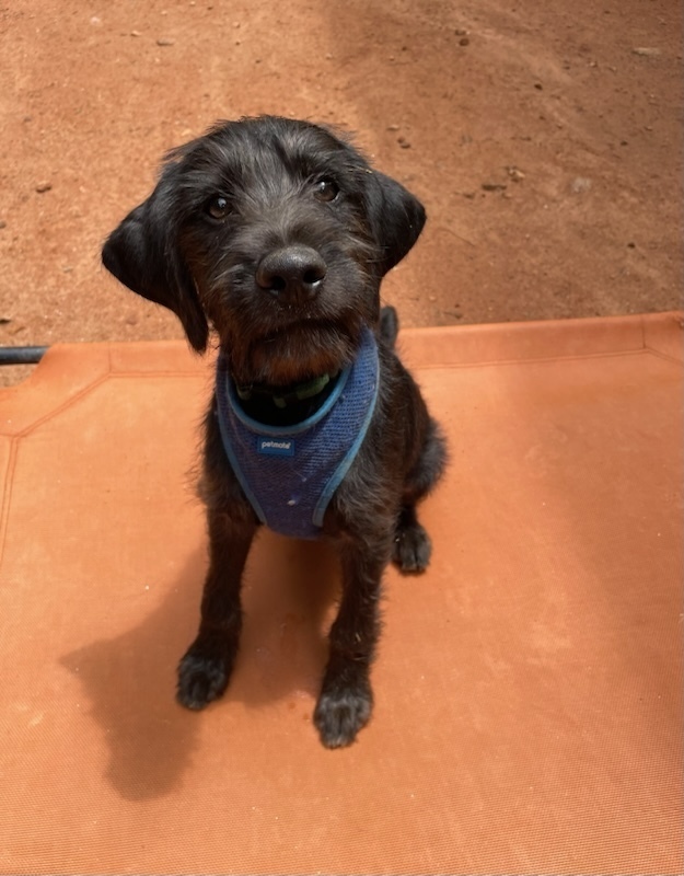 Moe, an adoptable Goldendoodle, Boxer in Newnan, GA, 30263 | Photo Image 3