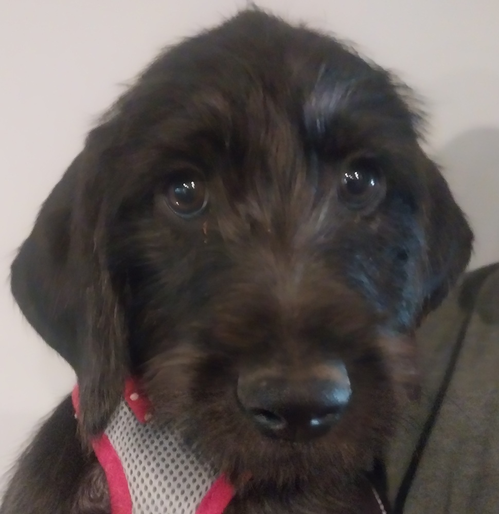 Moe, an adoptable Goldendoodle, Boxer in Newnan, GA, 30263 | Photo Image 4