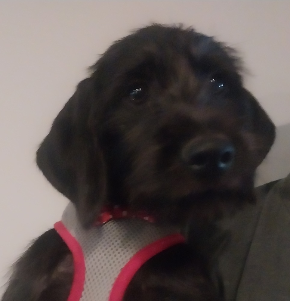 Moe, an adoptable Goldendoodle, Boxer in Newnan, GA, 30263 | Photo Image 5