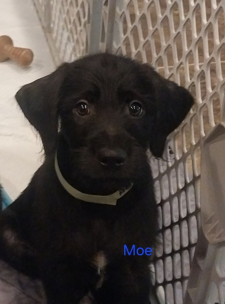 Moe, an adoptable Goldendoodle, Boxer in Newnan, GA, 30263 | Photo Image 6