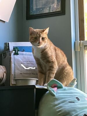 Ron Clark, Adult Male Domestic Short Hair