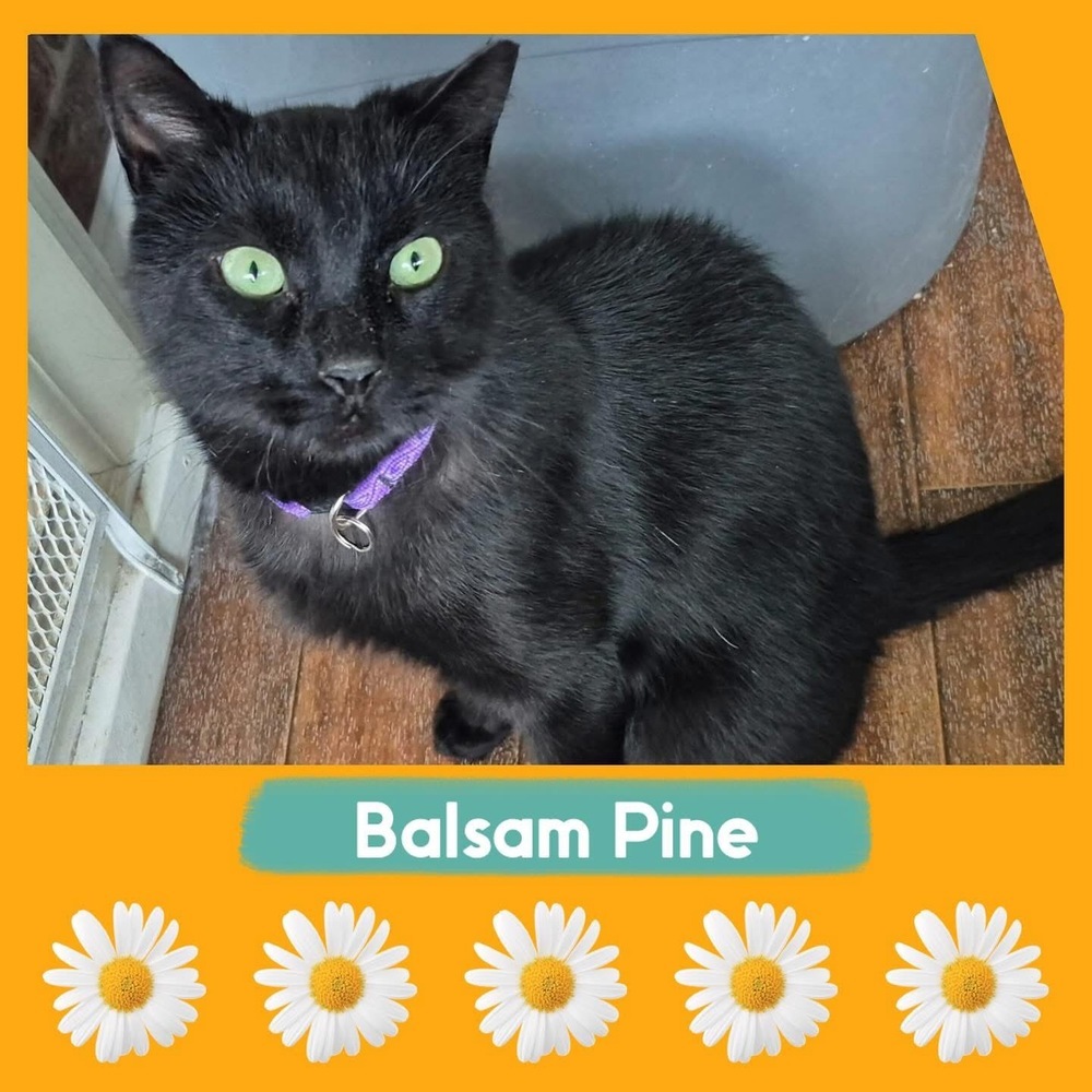 Balsam Pine