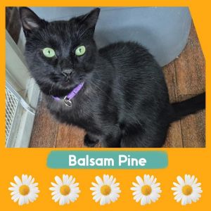 Balsam Pine, Adult Male Domestic Short Hair