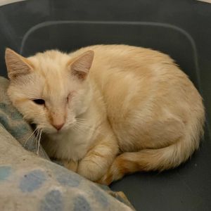 Roman 17, Adult Male Domestic Short Hair
