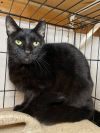 Edgar Allan Paw 35 photo 1