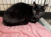 Edgar Allan Paw 35 photo 2
