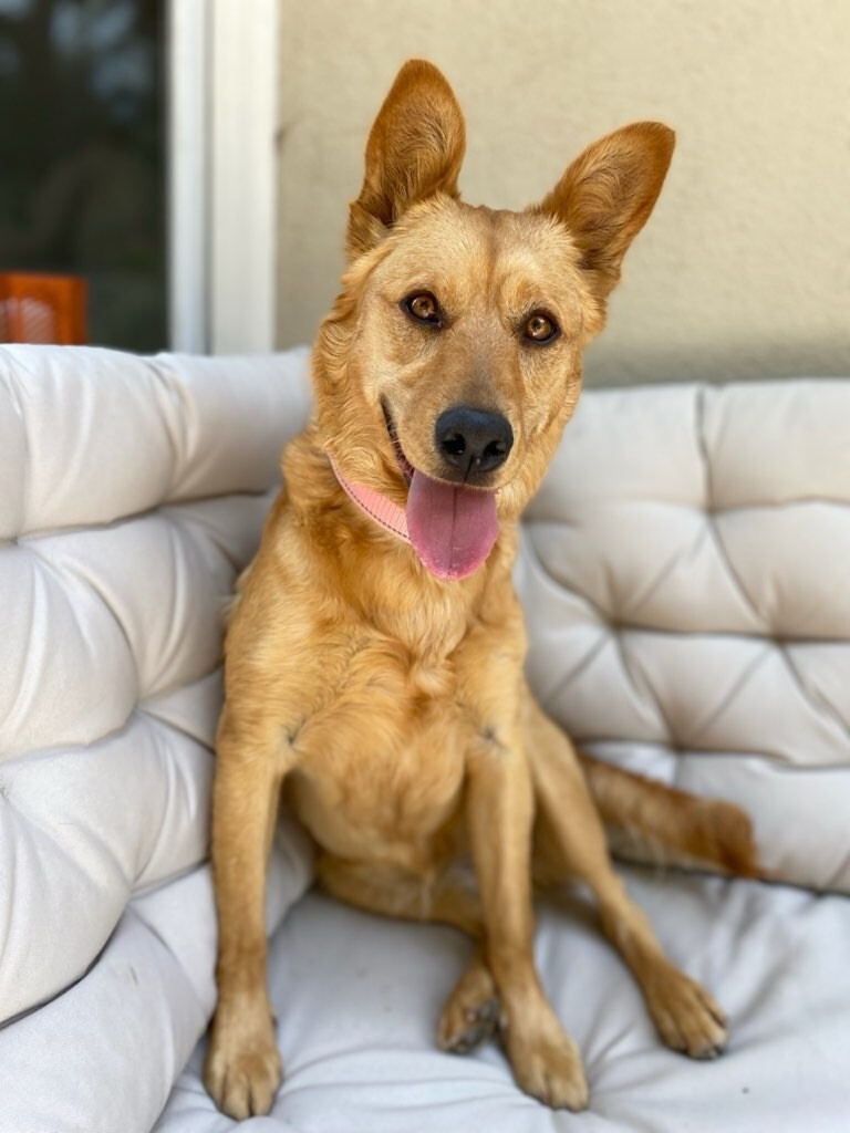 Lady Bella of Barksby