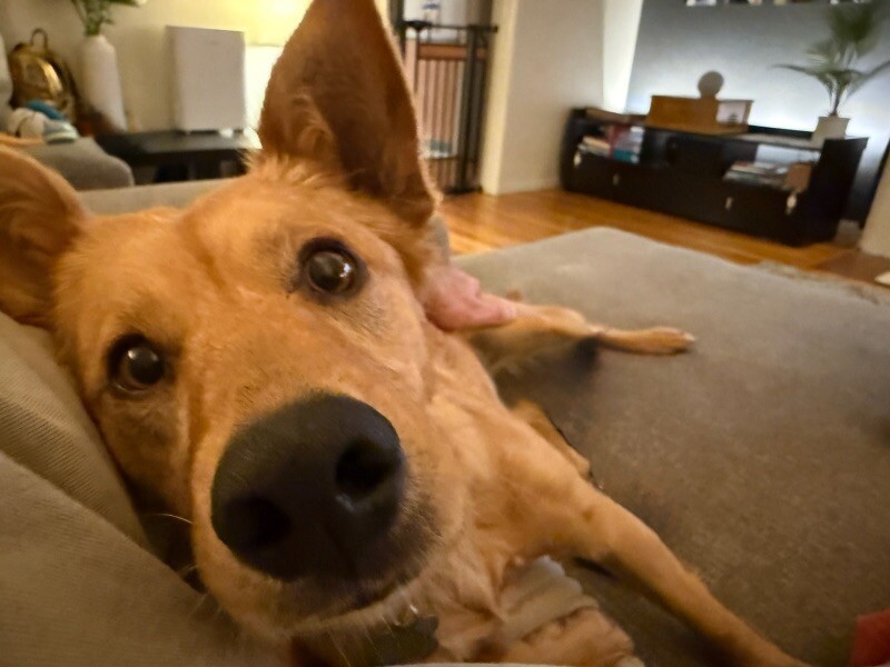 Lady Bella of Barksby