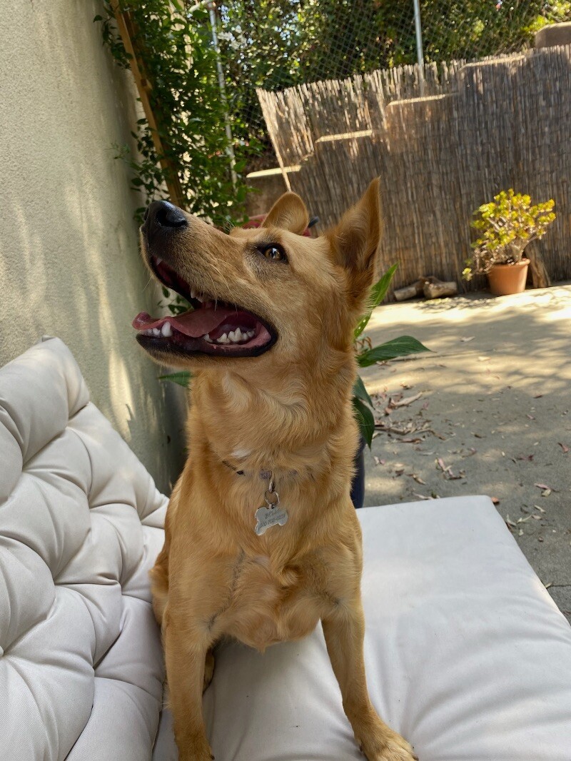 Lady Bella of Barksby