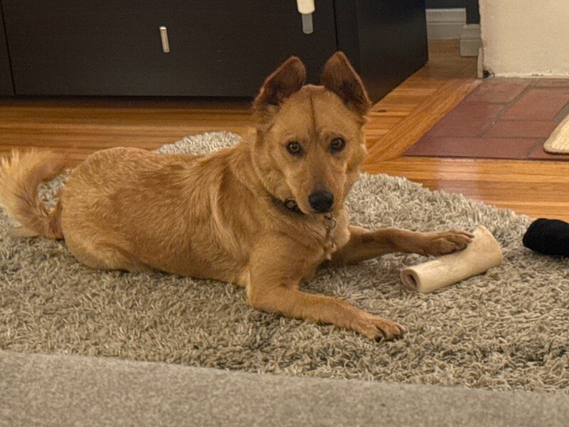 Lady Bella of Barksby
