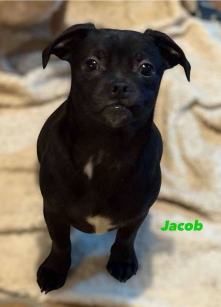 Jacob