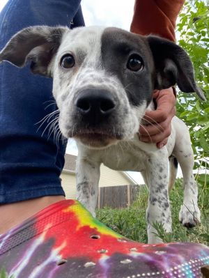 Irene, Baby Female Pit Bull Terrier