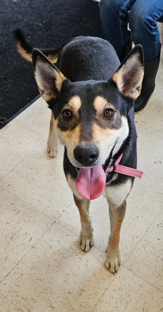 Maggie, an adoptable Affenpinscher, Mixed Breed in Green River, WY, 82935 | Photo Image 3