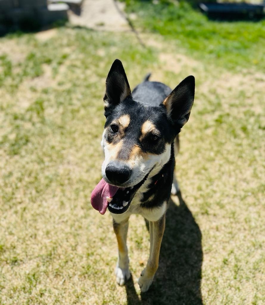 Maggie, an adoptable Affenpinscher, Mixed Breed in Green River, WY, 82935 | Photo Image 6