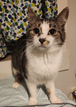 Imogen, Adult Female Domestic Short Hair