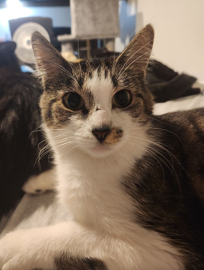 Imogen