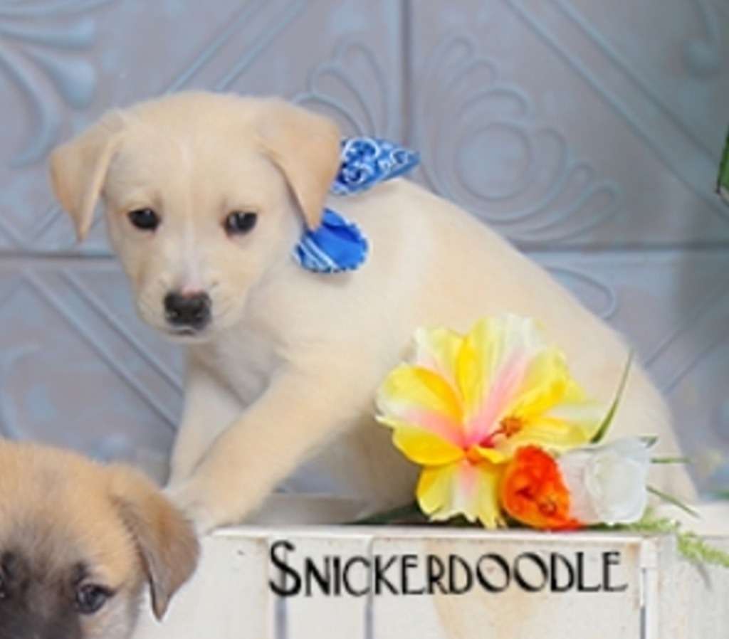 Snickerdoodle