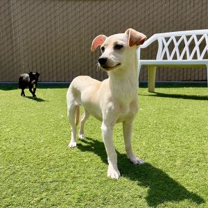 Sushi, Young Male Chihuahua