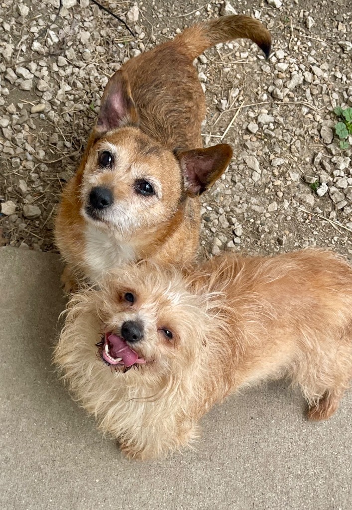 Hammy (Adoption pending)