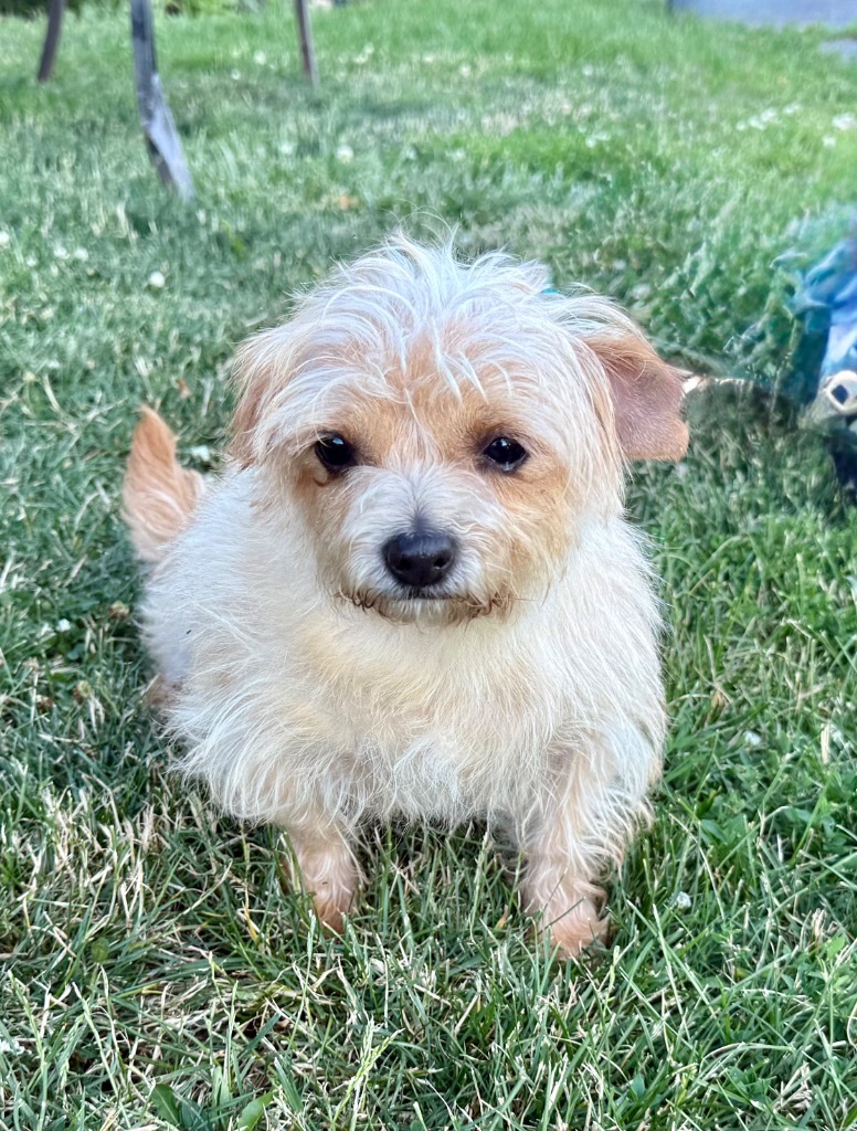 Hammy (Adoption pending)