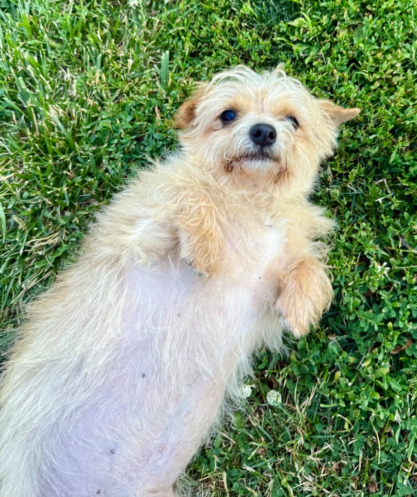Hammy (Adoption pending)
