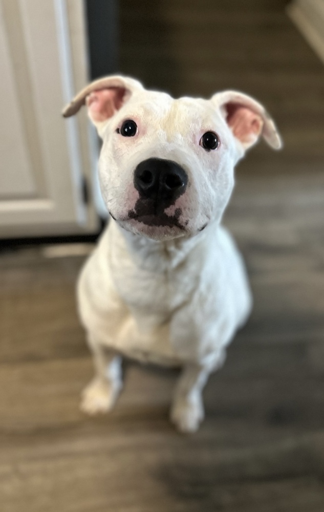 Izzy