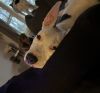 Izzy photo 3