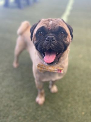 Please welcome Muggsy Dogues This resilient and lovable big boy has been through a lot lately but 