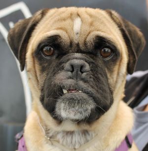Please welcome Muggsy Dogues This resilient and lovable big boy has been through a lot lately but 