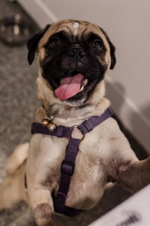 Please welcome Muggsy Dogues This resilient and lovable big boy has been through a lot lately but 