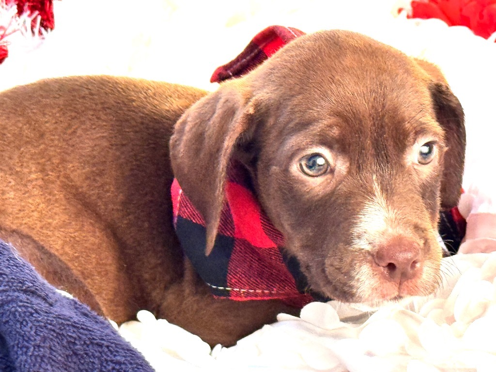 TOOTSIE