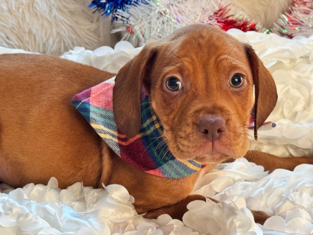 Peanut Butter
