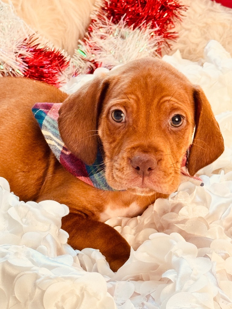 Peanut Butter
