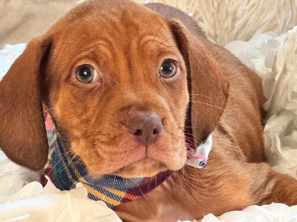 Peanut Butter