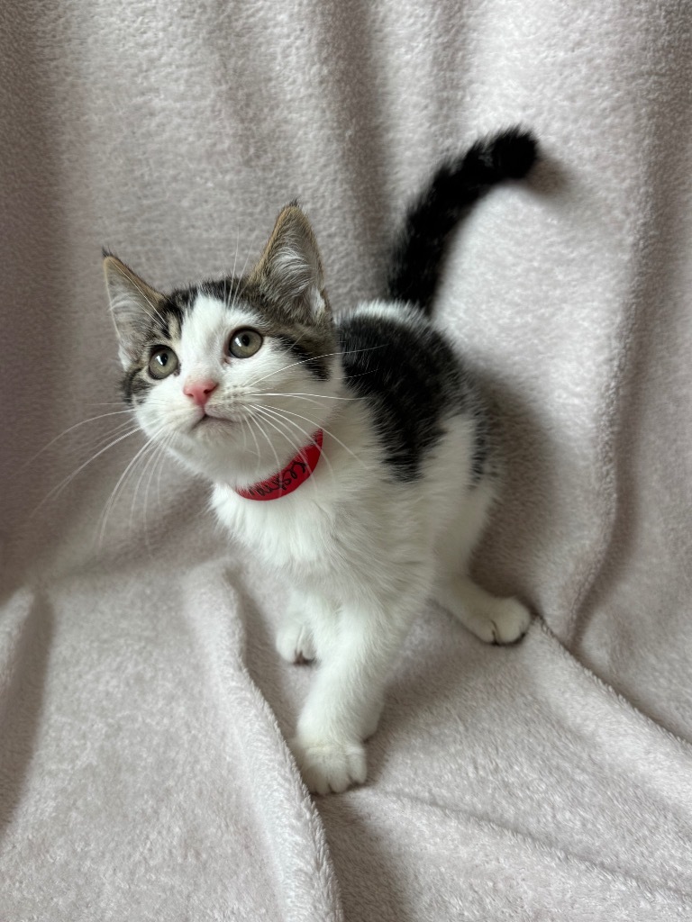 Kestrel @ PetSmart Tualatin