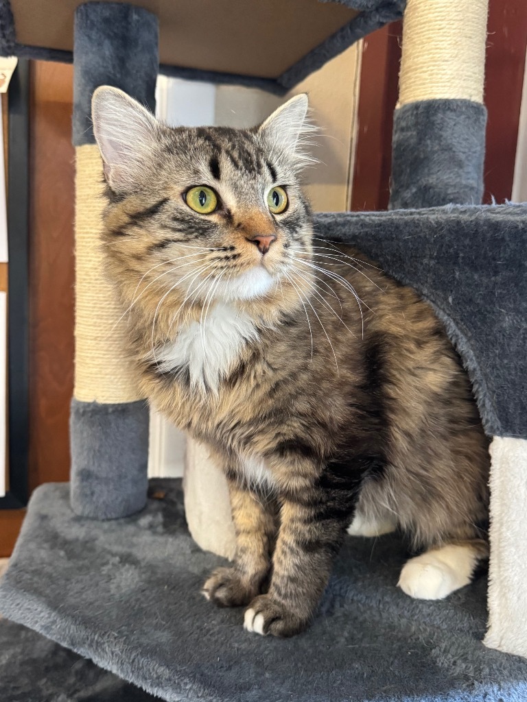Seymore @ PetSmart Tualatin