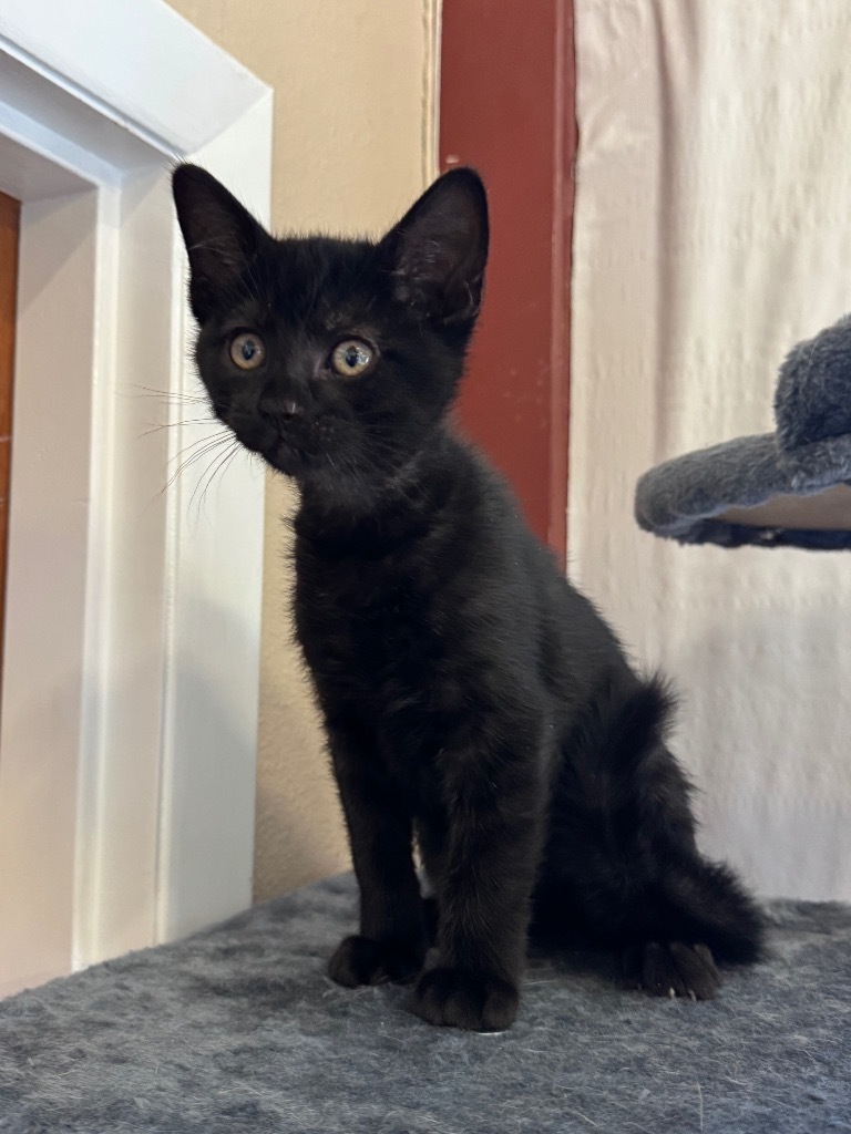 Pippin @ PetSmart Tualatin