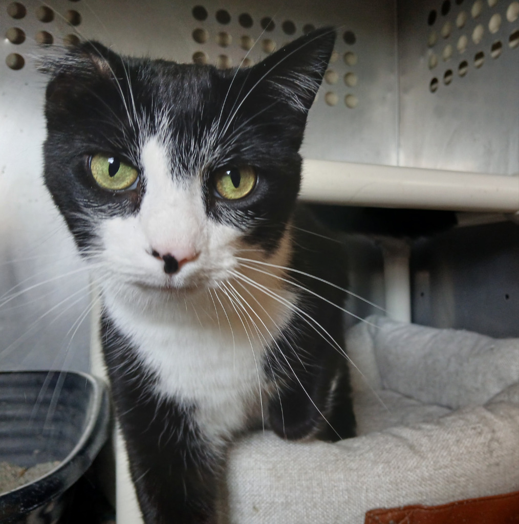 Lancelot, an adoptable Domestic Short Hair in Ladysmith, WI, 54848 | Photo Image 1