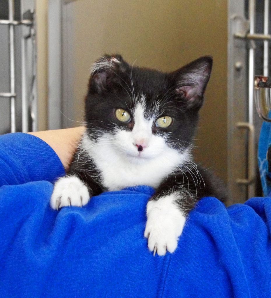 Lancelot, an adoptable Domestic Short Hair in Ladysmith, WI, 54848 | Photo Image 2