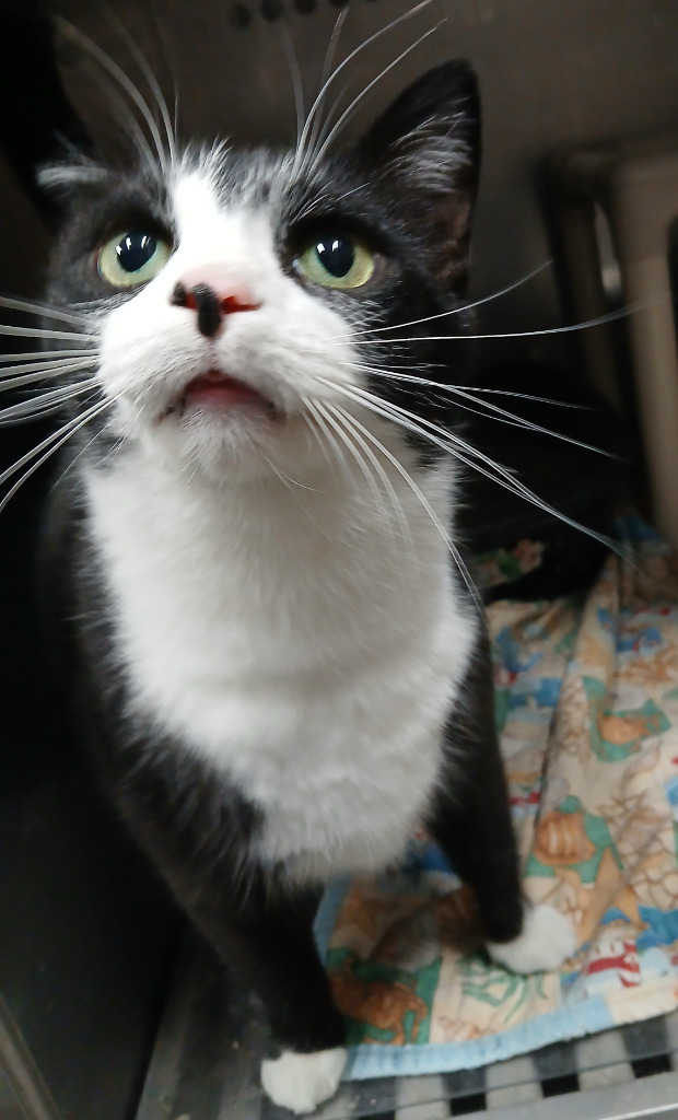 Lancelot, an adoptable Domestic Short Hair in Ladysmith, WI, 54848 | Photo Image 3