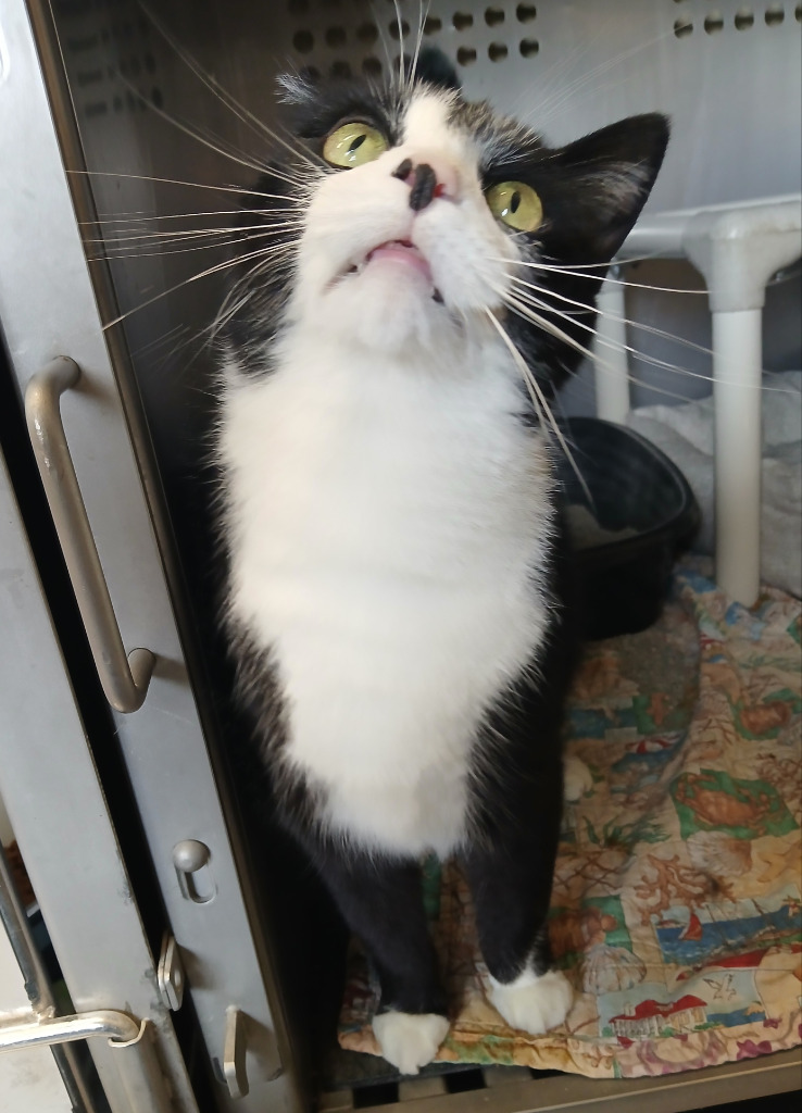 Lancelot, an adoptable Domestic Short Hair in Ladysmith, WI, 54848 | Photo Image 4