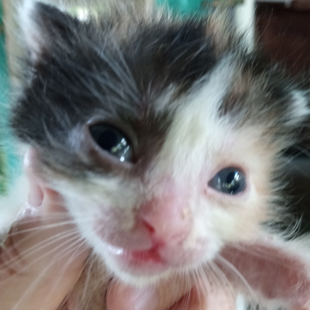 FIFI Calico, an adoptable Domestic Medium Hair in Volcano, HI, 96785 | Photo Image 2