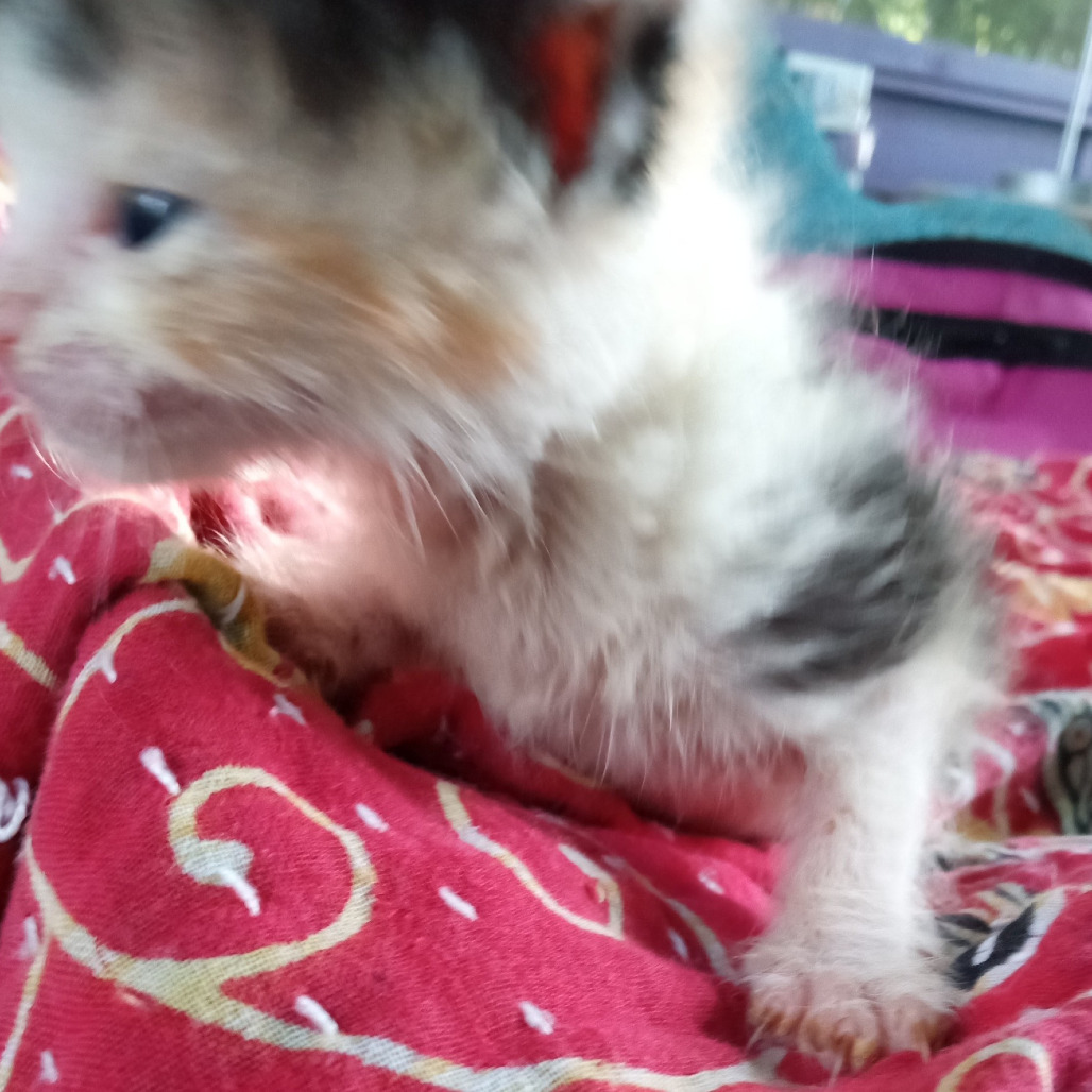 FIFI Calico, an adoptable Domestic Medium Hair in Volcano, HI, 96785 | Photo Image 3