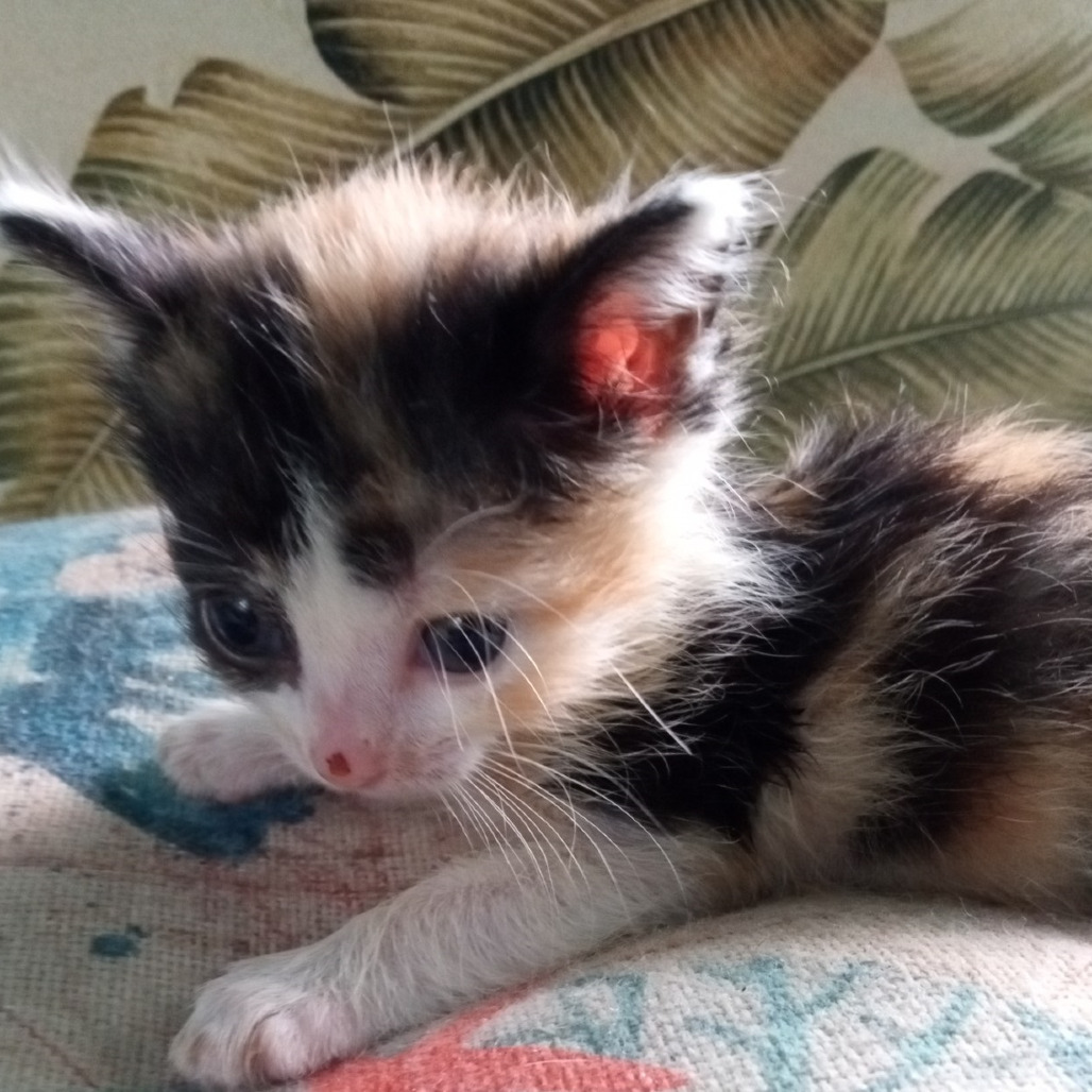 FIFI Calico, an adoptable Domestic Medium Hair in Volcano, HI, 96785 | Photo Image 4