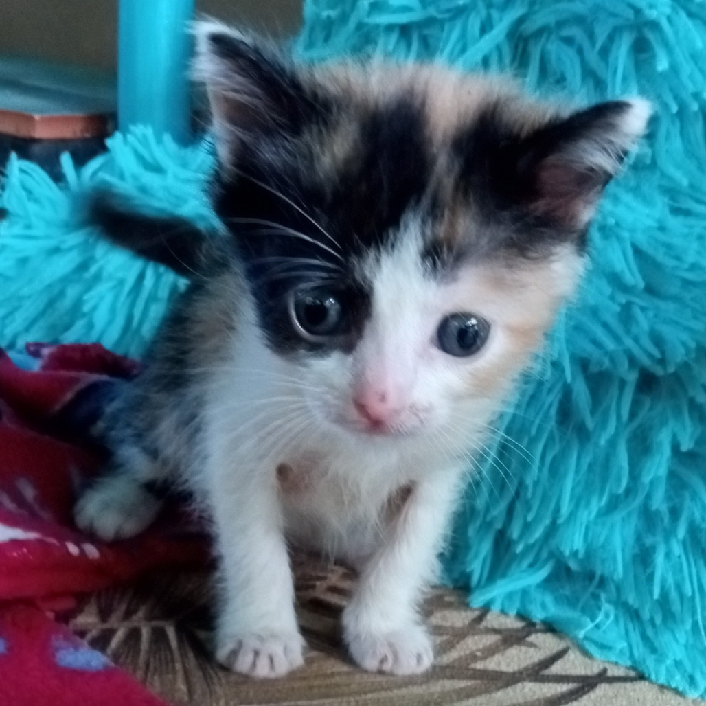 FIFI Calico, an adoptable Domestic Medium Hair in Volcano, HI, 96785 | Photo Image 5