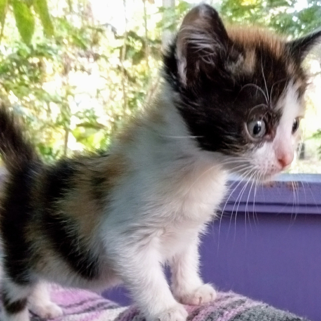 FIFI Calico, an adoptable Domestic Medium Hair in Volcano, HI, 96785 | Photo Image 6