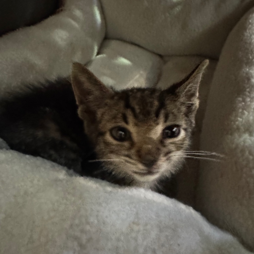 Freedom, an adoptable Domestic Short Hair in Volcano, HI, 96785 | Photo Image 1