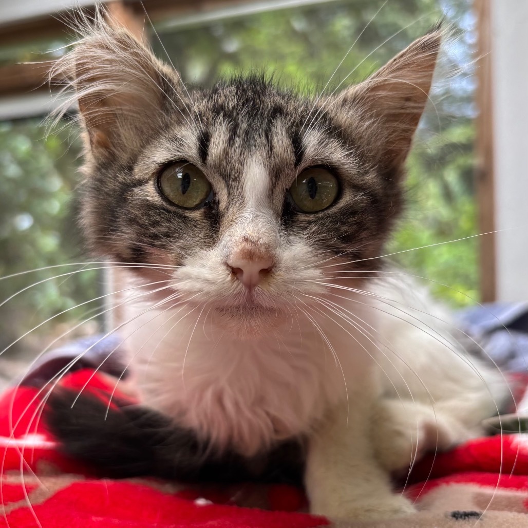 Lulu, an adoptable Domestic Medium Hair in Volcano, HI, 96785 | Photo Image 1