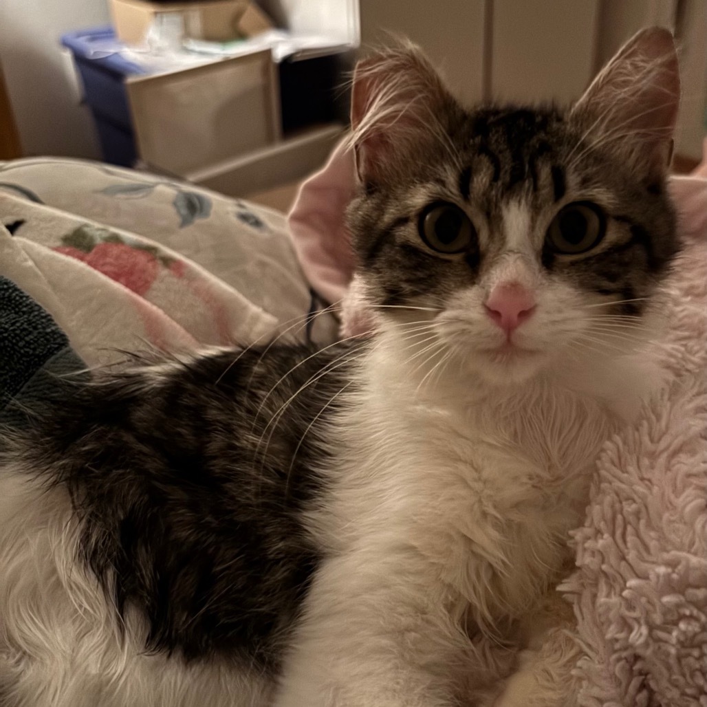 Lulu, an adoptable Domestic Medium Hair in Volcano, HI, 96785 | Photo Image 2